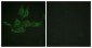 BCL2 / Bcl-2 Antibody (aa46-95)